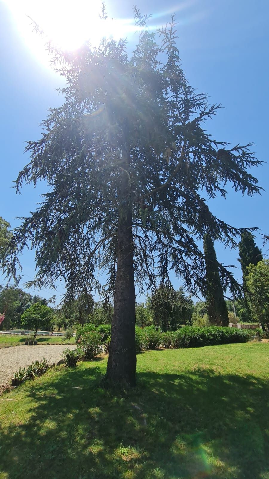 Le parc arboré